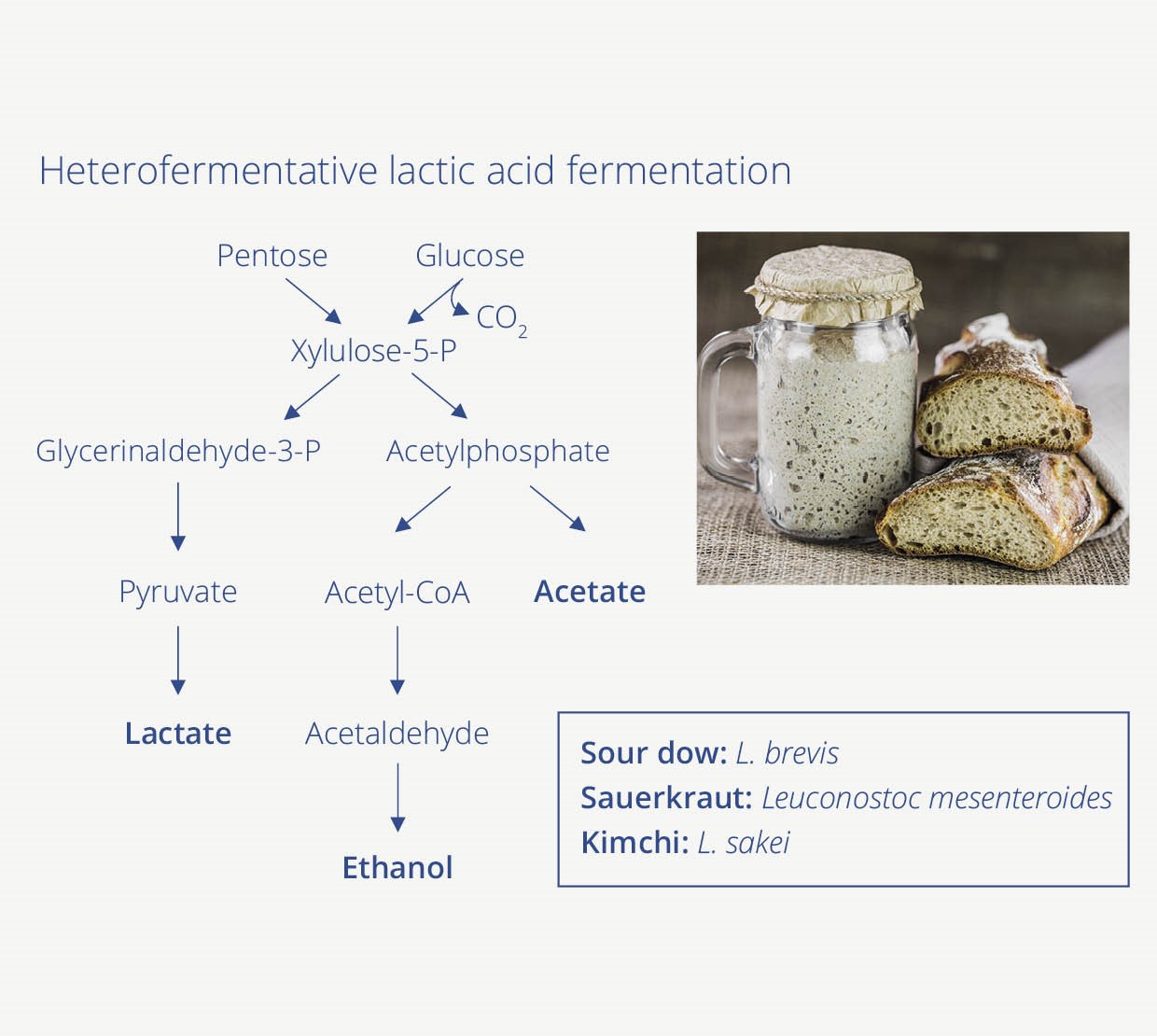 The secrets of fermentation