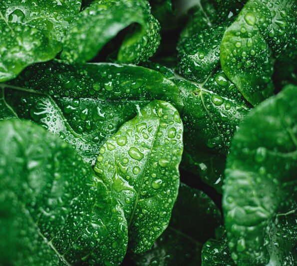 cosmetic ingredients supplier - green leaves with drops of water on them