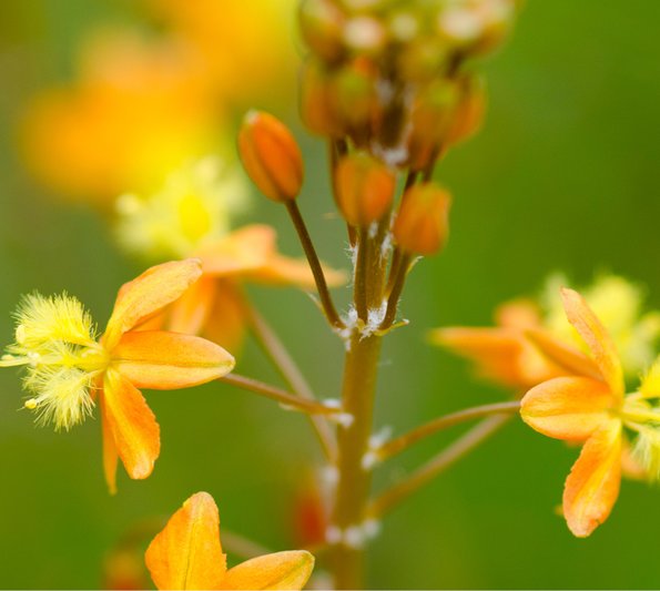 cosmetic actives plants - picture of the yellow plant called bulbine frutescens, some of the buds are open, some are closed