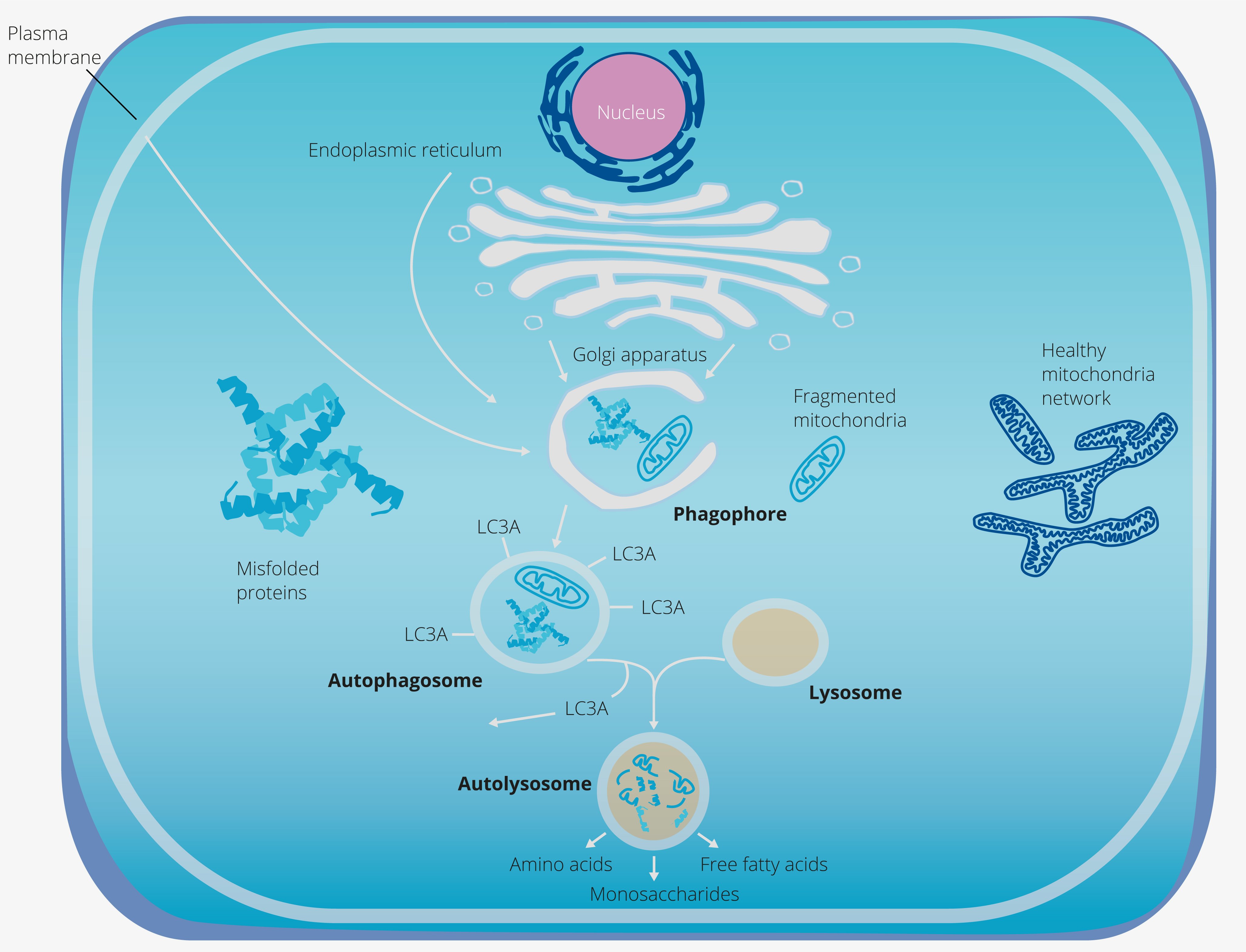 cosmetic actives trends - description and explanation of autophagie of Reforcyl-AION