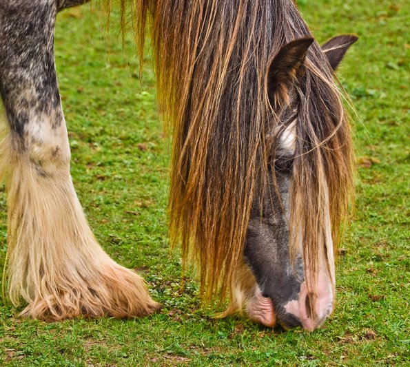 Cosmetic Services - a horse with long hair eating gras