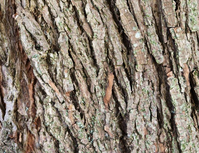 Rahn cosmetic news - tree bark