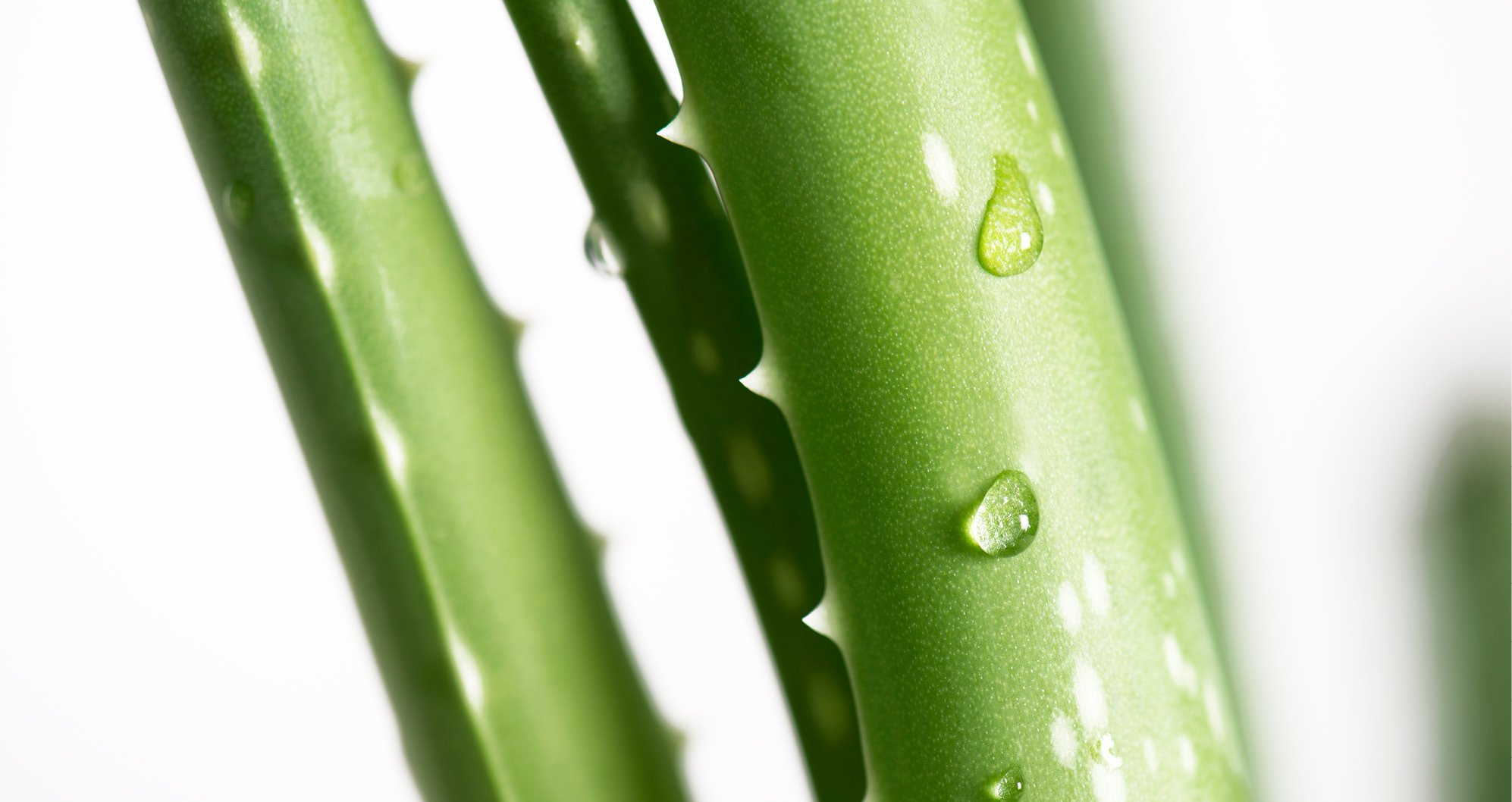 Aloe_4_957x508.jpg