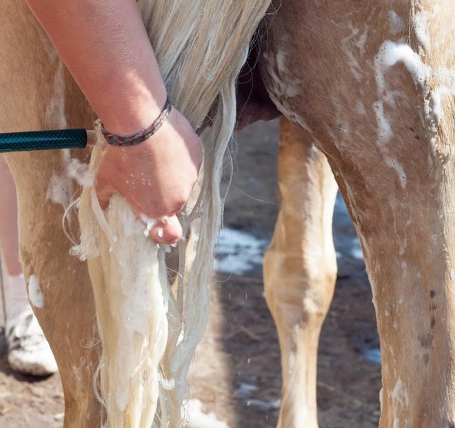 Cosmetic Services - a person washing a horse